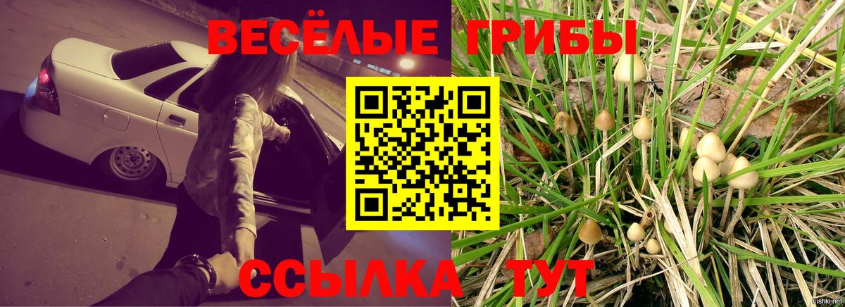 Сафоново  Галлюциногенные грибы Cubensis  Вход с VPN 