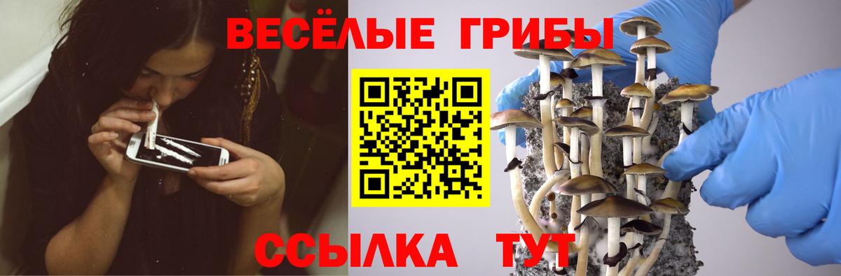 Псилоцибиновые грибы Psilocybe Сафоново